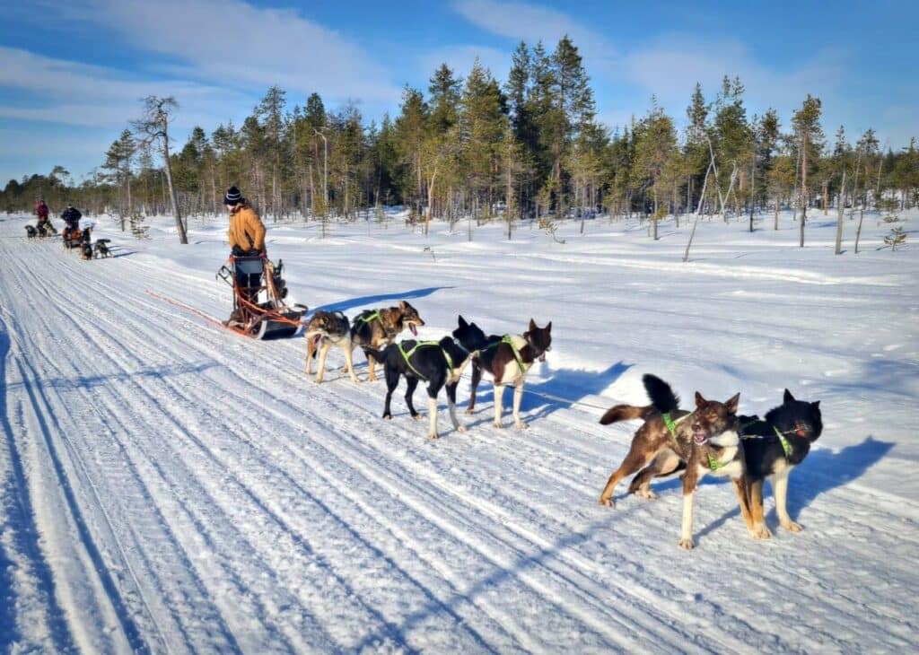 Mala Hundspannsforetag Pa Tur I Mala 2026 Fotograf @Laplands Wild Paws 1024x730